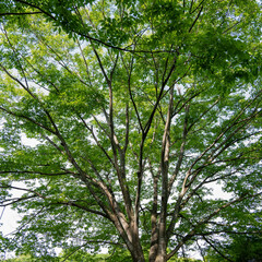 Fototapeta premium 初夏散策