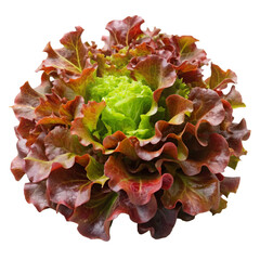 red oak lettuce