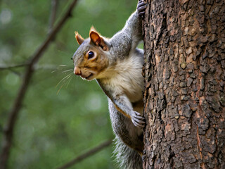 hiding squirrel on a tree