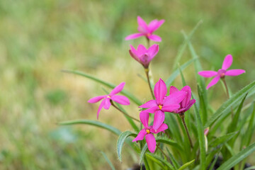 Fototapeta premium Pink star-grass (Rhodohypoxis milloides). Copy space.