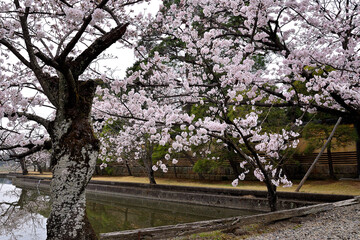 Obraz premium 日本庭園に咲く桜と池