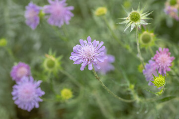 Blossoms, seed heads and buds of a field scabious (Knautia arvensis).