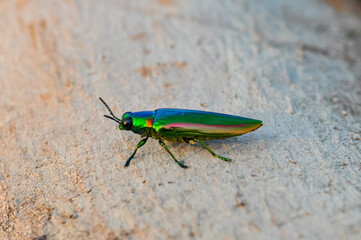 Chrysochroa in tropical Phuket. Macro photo of a green beetle.