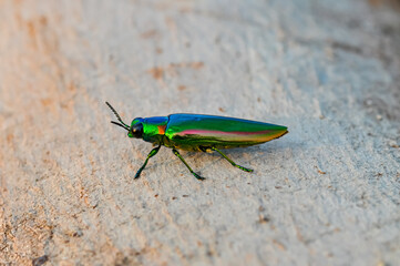 Chrysochroa in tropical Phuket. Macro photo of a green beetle.