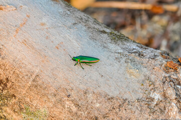 Chrysochroa in tropical Phuket. Macro photo of a green beetle.