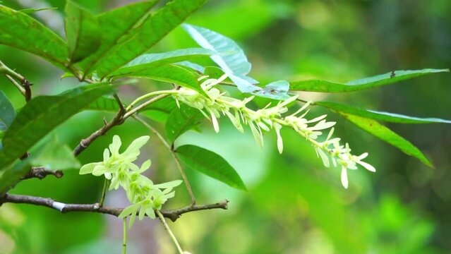 Pterocarya tonkinensis (yue nan feng yang, Tonkin Wingnut, Pterocarya stenoptera). This tree is of the Juglandaceae or walnut family