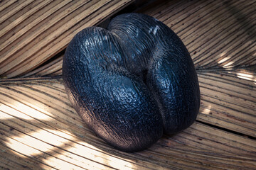 Coco de Mer or double coconuts, the largest nut in the world endemic to Seychelles	
