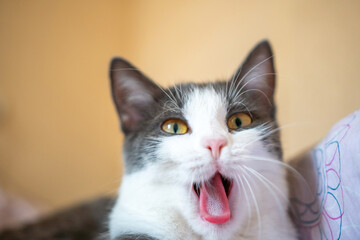 A cat is yawning and has its mouth open. The cat is on a bed and is looking at the camera.