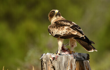 aguila calzada con una presa entre las garras