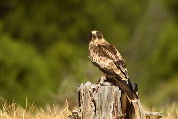 aguila calzada con una presa entre las garras