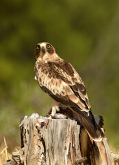 aguila calzada con una presa entre las garras