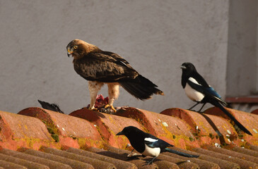 aguila calzada con una presa entre las garras