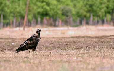 aguila imperial en la sierra abulense