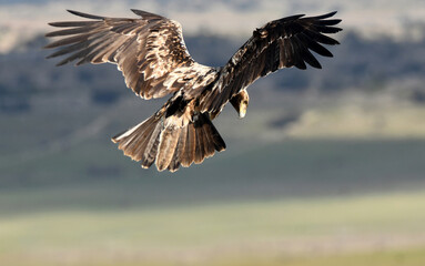 aguila imperial en la sierra abulense