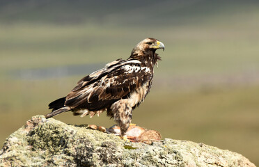 aguila imperial en la sierra abulense