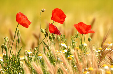 Obraz premium amapolas en primavera