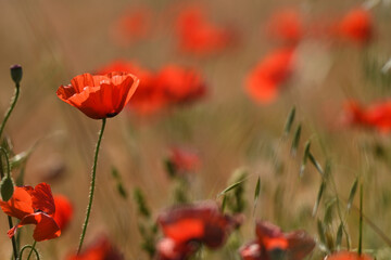 Obraz premium amapolas en primavera