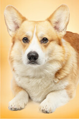 corgi welsh pembroke isolated 