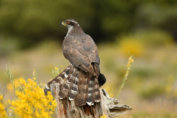 azor con presa en el campo en primavera
