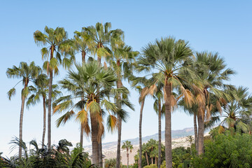 Fototapeta premium Cluster of palm trees, tropical local flora with lush foliage set against the backdrop of the coastal volcanic mountainous terrain in the distance, Puerto de la Cruz, Tenerife, Canary Islands, Spain 
