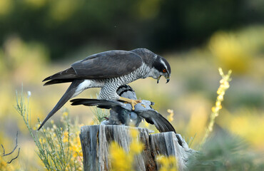 azor con presa en el campo en primavera