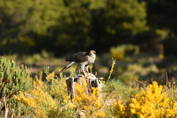 azor con presa en el campo en primavera