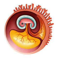 Embryo of Human illustration by hand drawn 