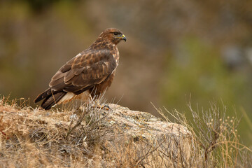 aguila ratonero en la sierra abulense.Avila,España