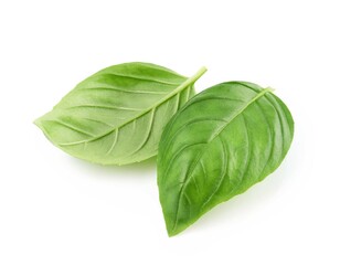 Green basil leaves isolated on white background