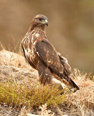 aguila ratonero en la sierra abulense.Avila,España