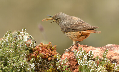 roquero rojo hembra en la sierra de gredos