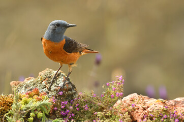 Roquero rojo macho en la sierra de gredos