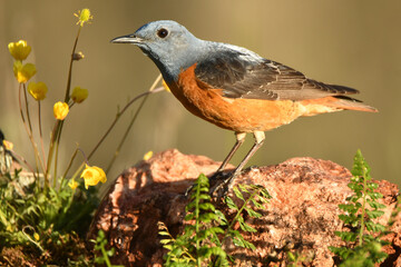Roquero rojo macho en la sierra de gredos
