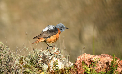 Roquero rojo macho en la sierra de gredos