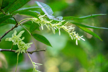 Pterocarya tonkinensis (yue nan feng yang, Tonkin Wingnut, Pterocarya stenoptera). This tree is of the Juglandaceae or walnut family