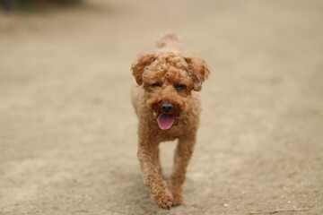 귀여운 강아지와 산책