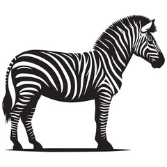 Fototapeta premium Graphical set of zebra isolated on white background, vector illustration
