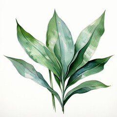 Obraz premium Photo of Tropical Leaves is Yucca Leaf, Watercolor Clipart style , Isolated on white background
