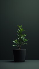 Plant plant bonsai black.