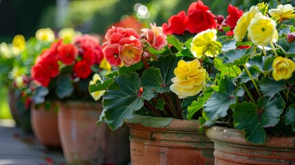 Bright red and yellow begonia flowers in pots against the backdrop of beautiful manicured garden