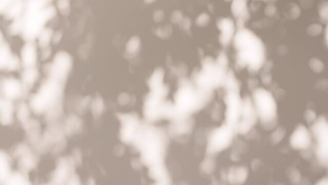 Transparent soft light and shadows from branches, plant, foliage and leaves. Morning sunlight and tree shadows blowing by wind reflecting on wall. Product, advertising. Summer concept. 4k. 