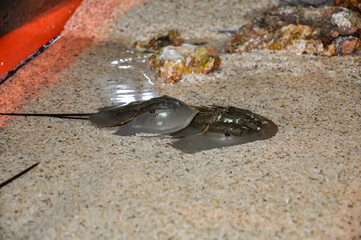 Horseshoe crabs at the zoo