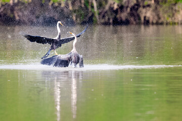 Oriental darter or snakebird (Anhinga melanogaster) is stretching his wings, playing in over water...