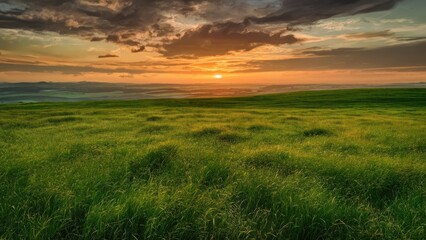 Verdant Field of Grass Blades