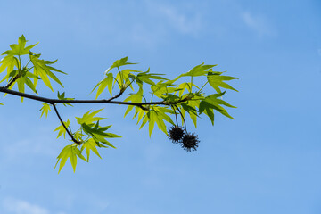 Liquidambar styraciflua or American sweetgum with fresh green leaves and spiky black balls seeds on...