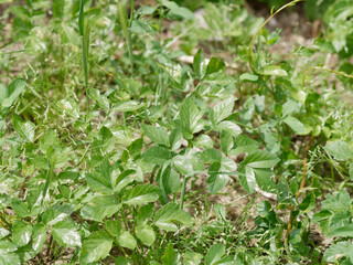 some green leaves in a field
