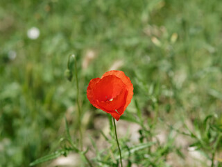 cute poppy in a field