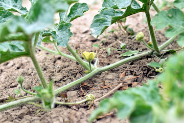 A yellow flower bloomed on a long vine of a watermelon bush.
