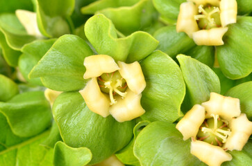 Close up of blooming persimmon buds , background