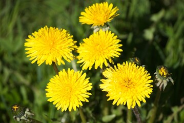  Spring yellow dandelions on a background of green grass.                              